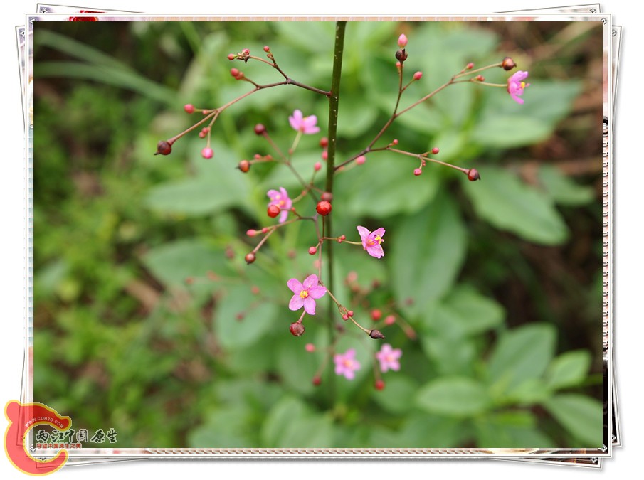 P6051960_副本.jpg