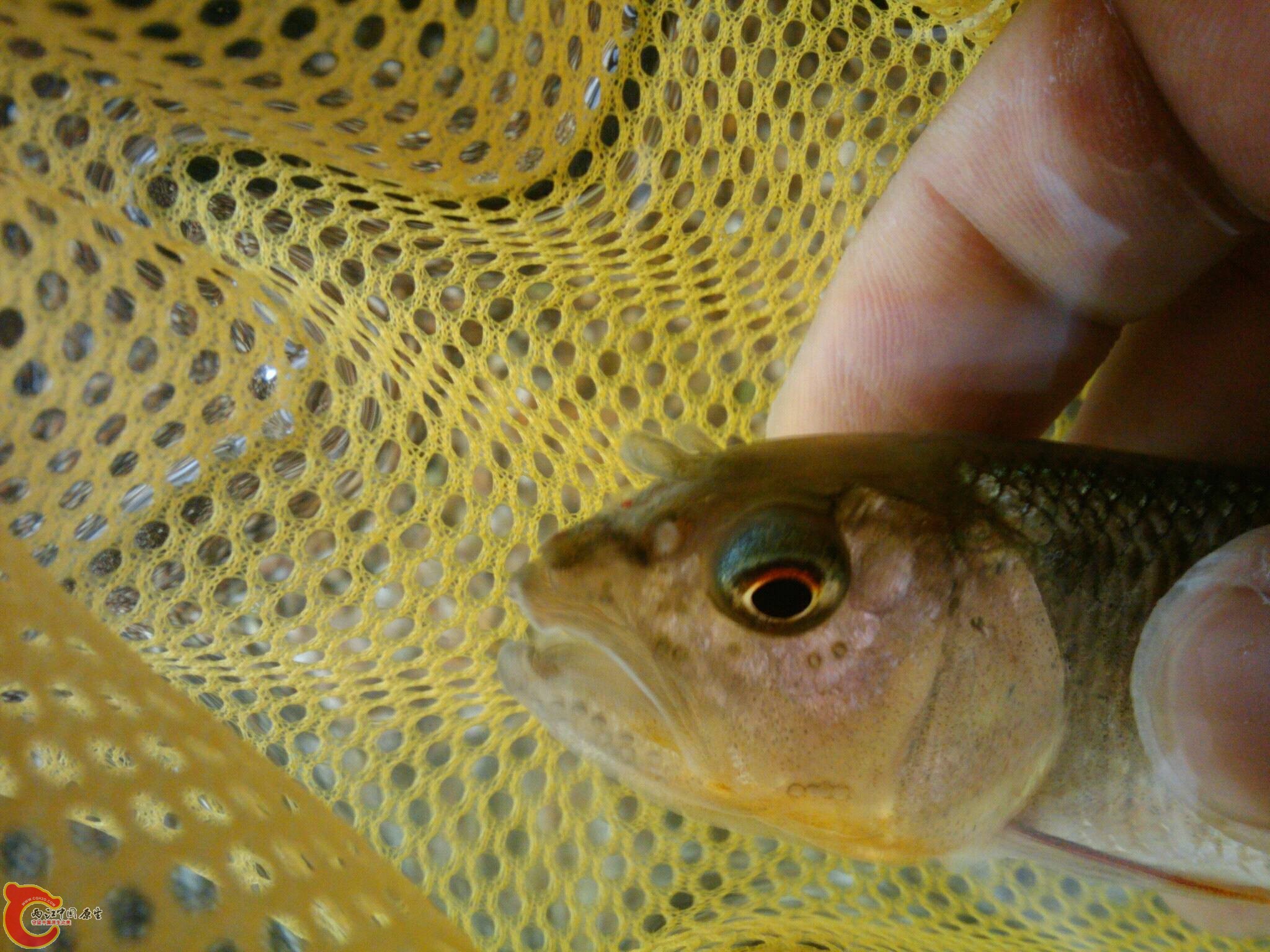 Jun_6_2011_4312.jpg