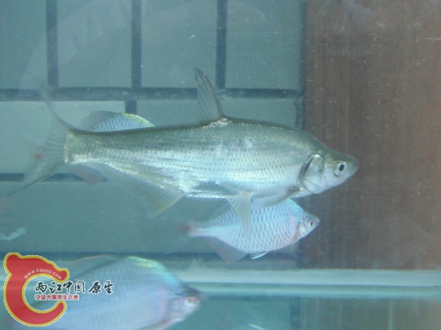 DSCF0718.jpg