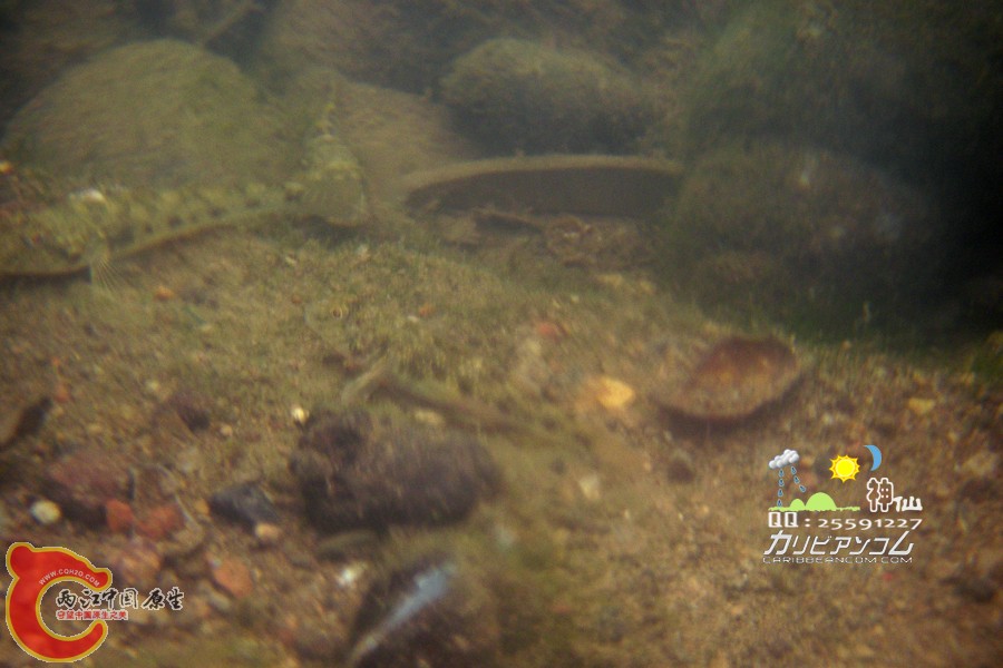 水下摄影真不简单啊