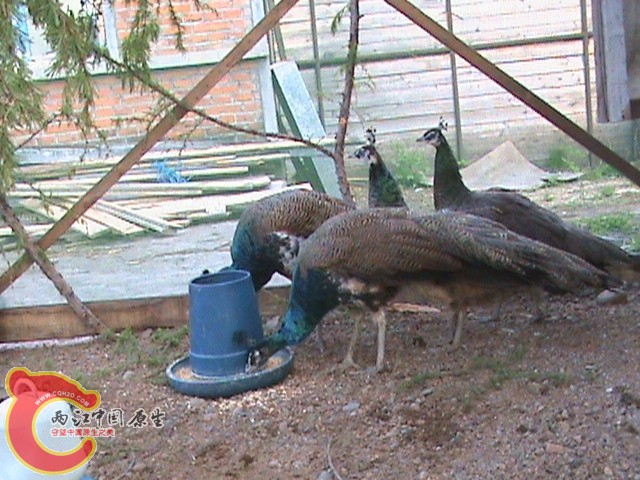 DSC01431.JPG