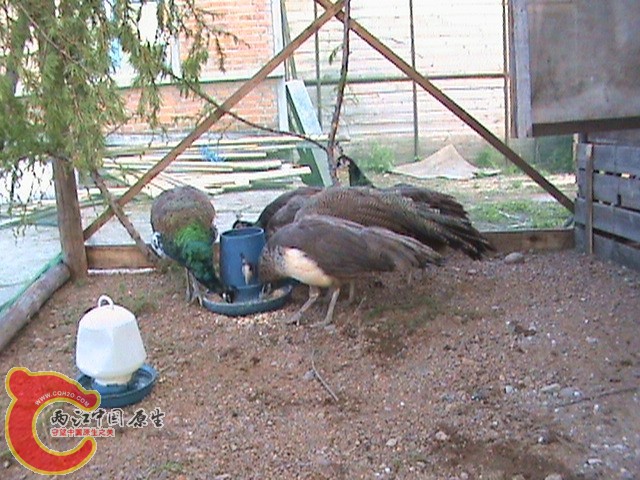 DSC01436.JPG