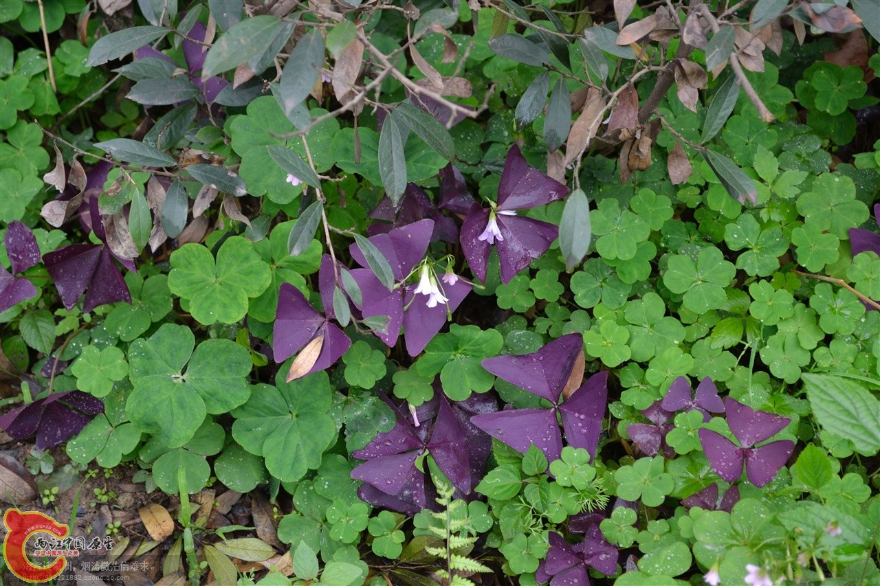 201106063082.jpg