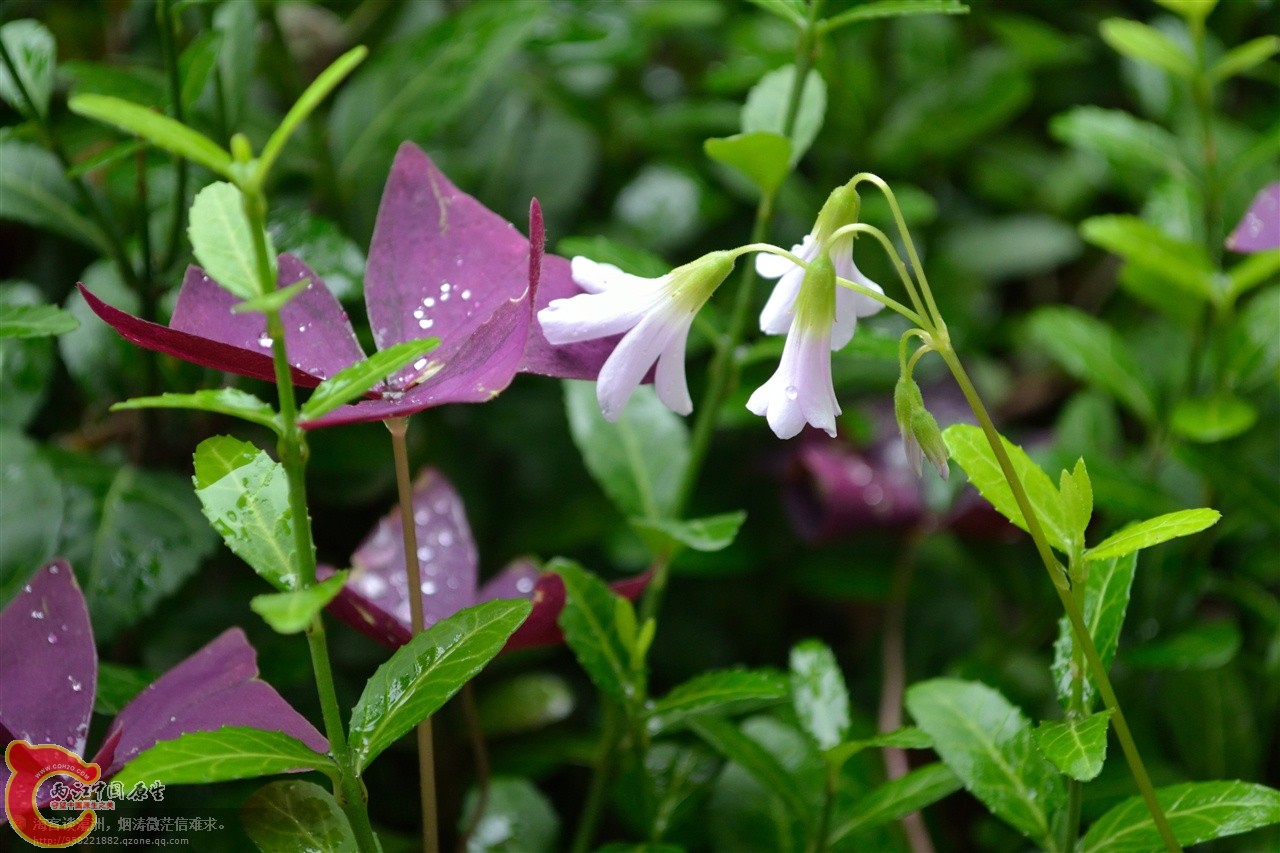 201106063109.jpg