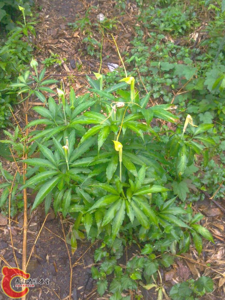 照片250.jpg