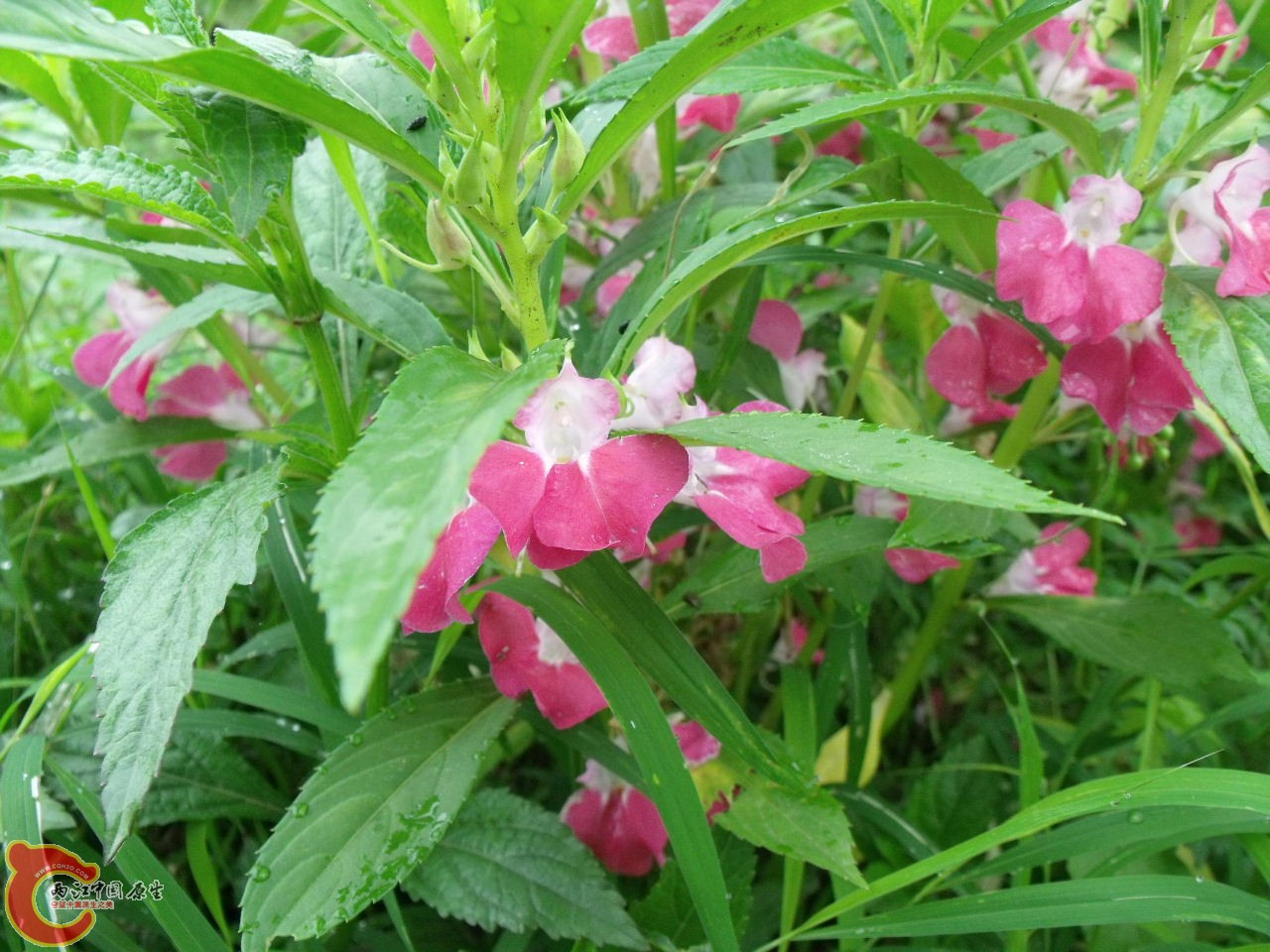DSCF3141.jpg