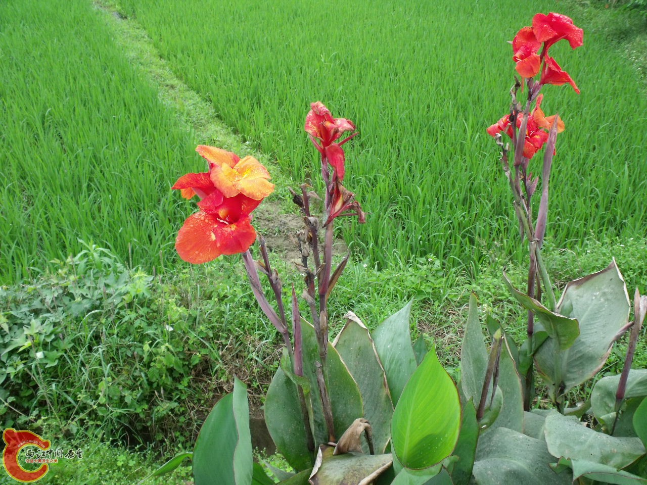是美人蕉吧