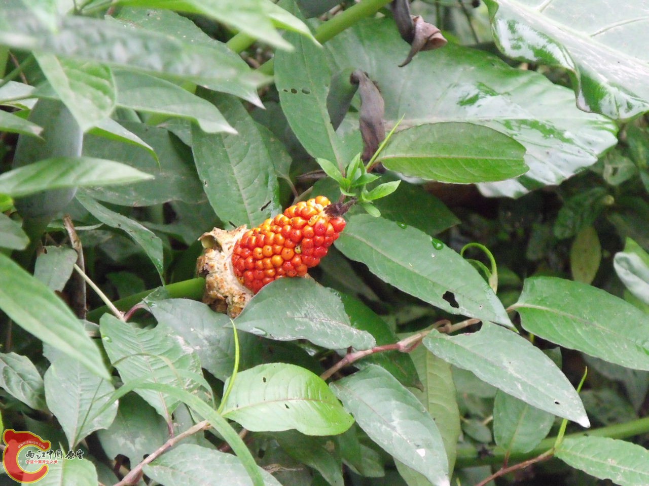 DSCF3157.JPG