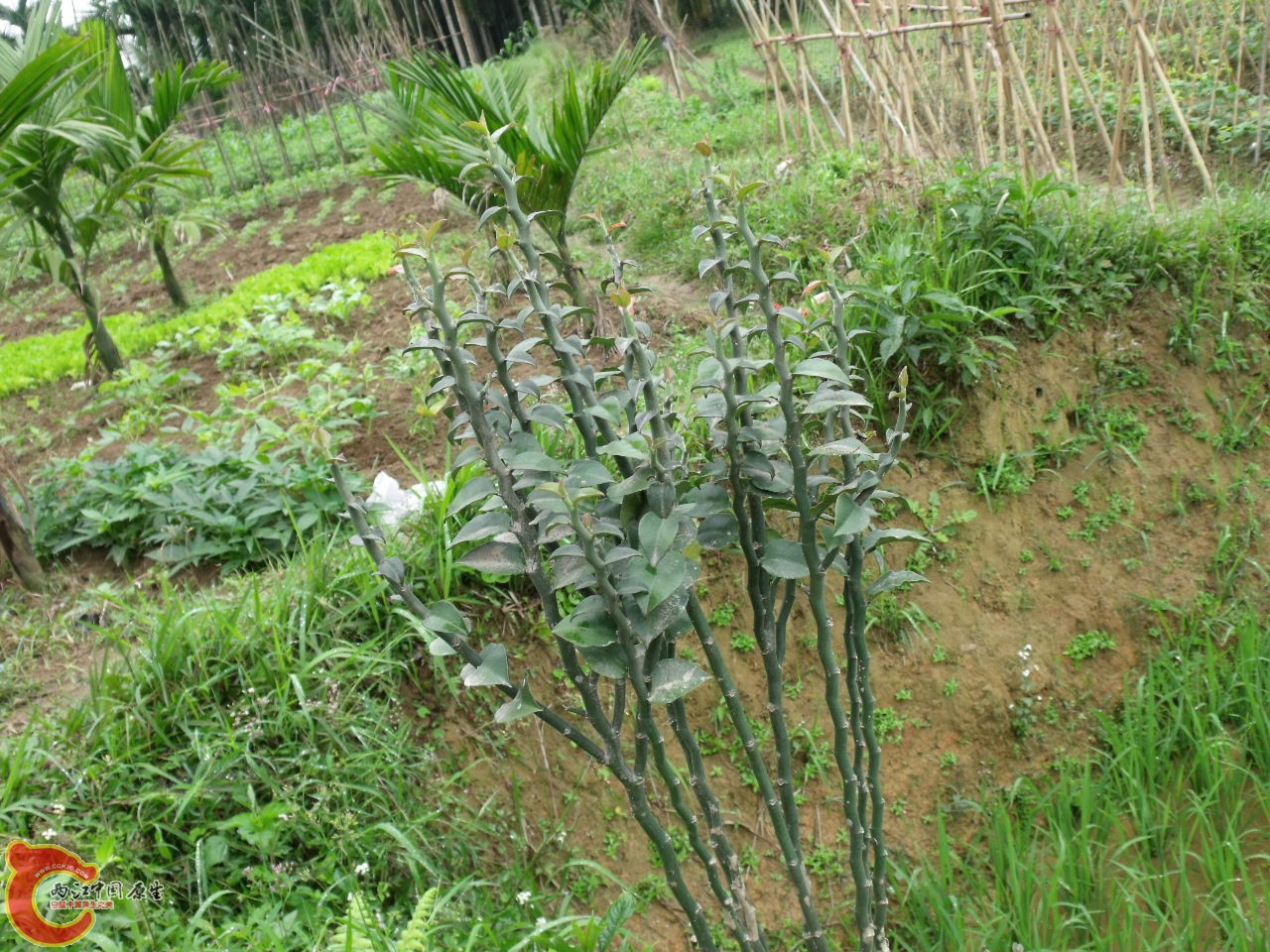DSCF3166.JPG