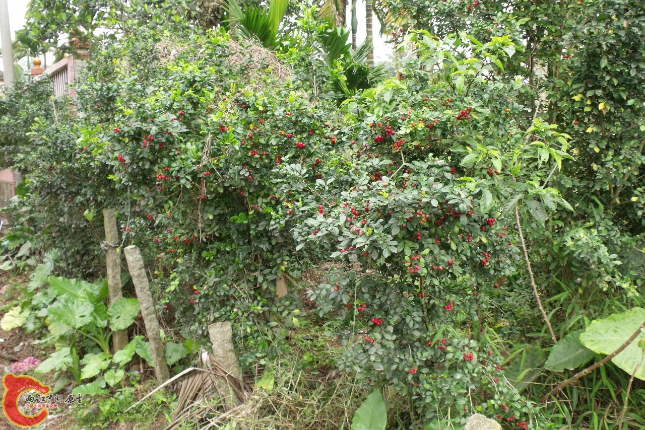 DSCF3178.JPG