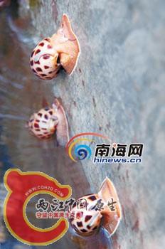 东风螺.jpg