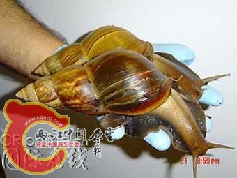 褐云玛瑙螺-非洲大蜗牛01.jpg