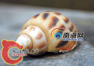 方斑东风螺.jpg