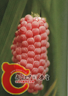 福寿螺卵.gif