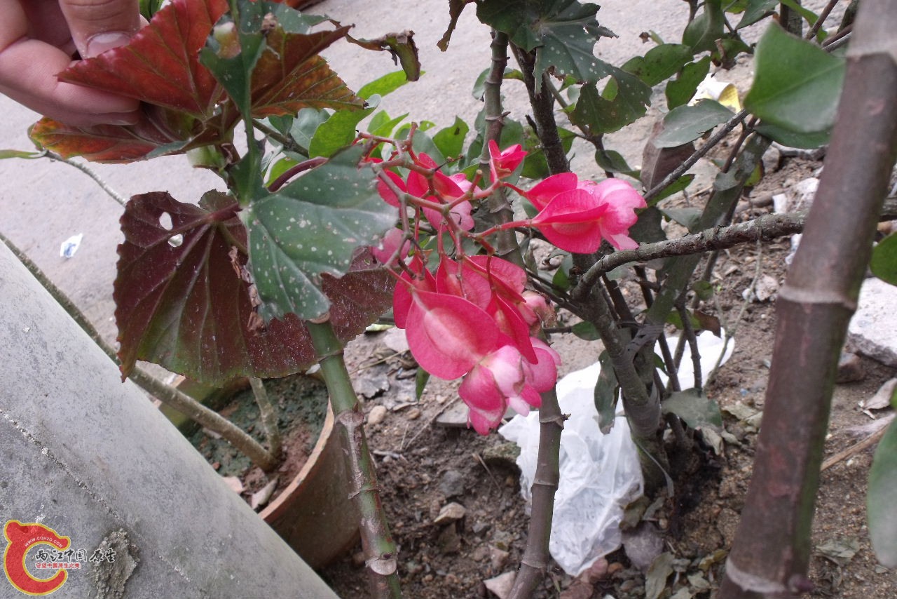 DSCF3225.JPG