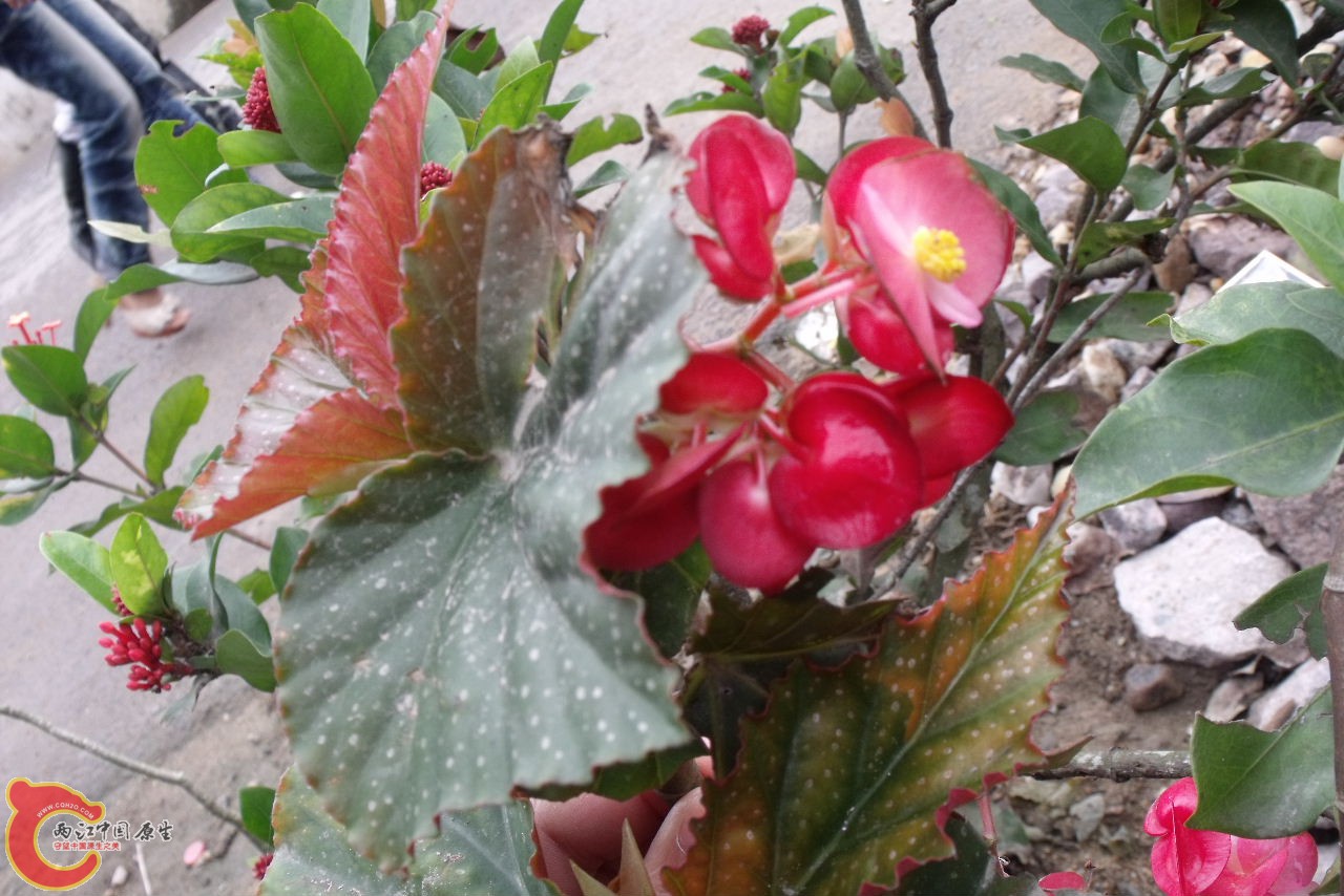 DSCF3227.JPG