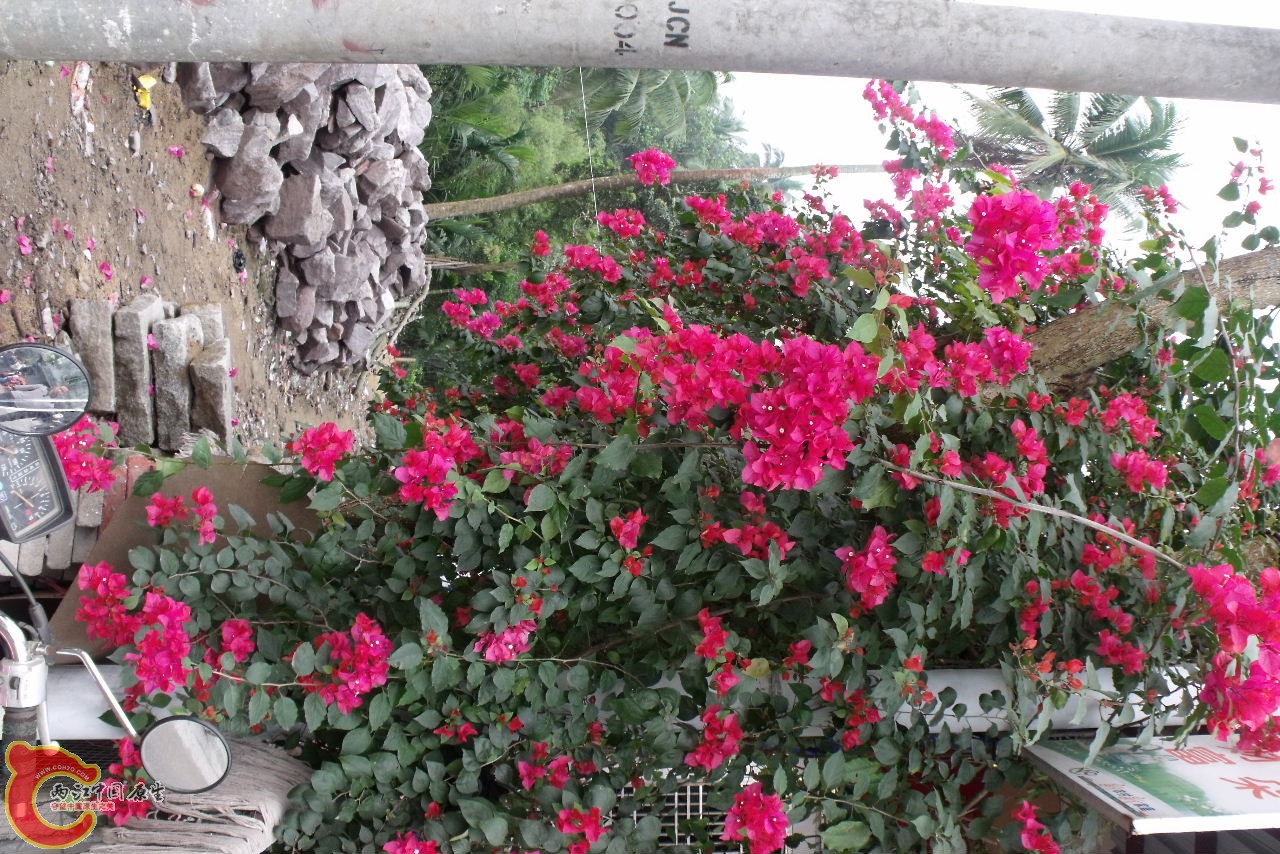 DSCF3230.JPG