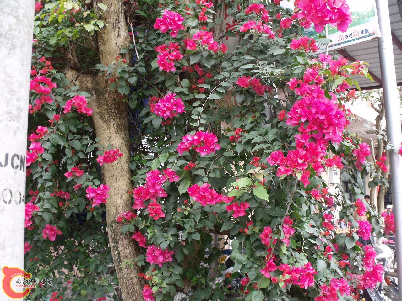 DSCF3235.JPG