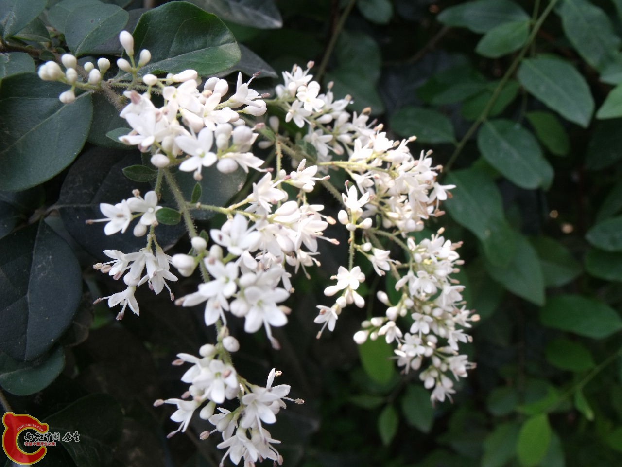 DSCF3249.JPG