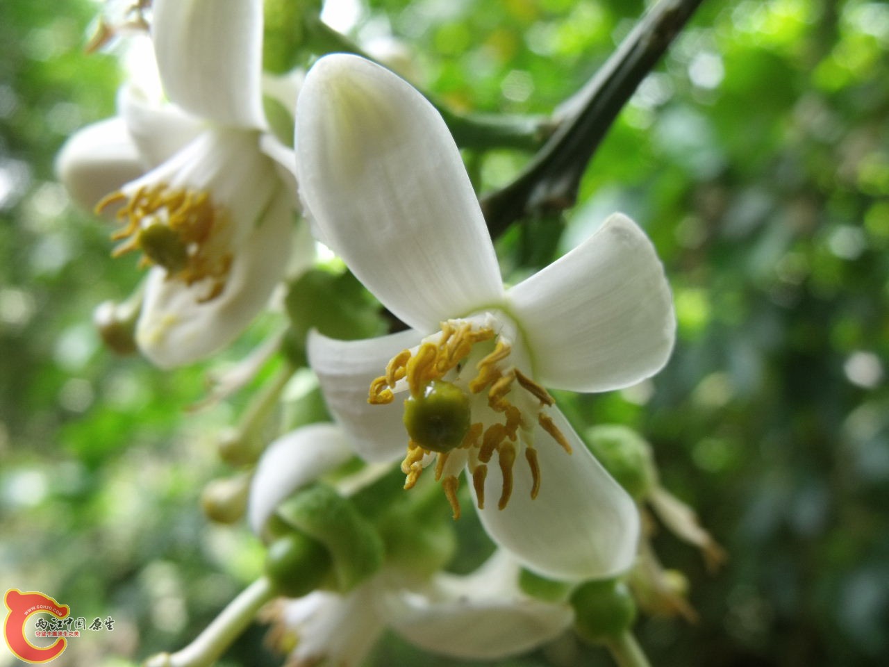 柚子花