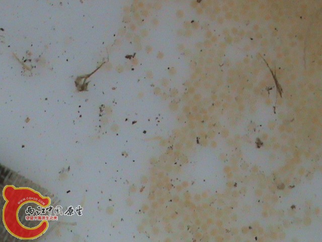 2011.06.10柳根鱼出膜B