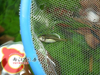 DSCF4243.jpg