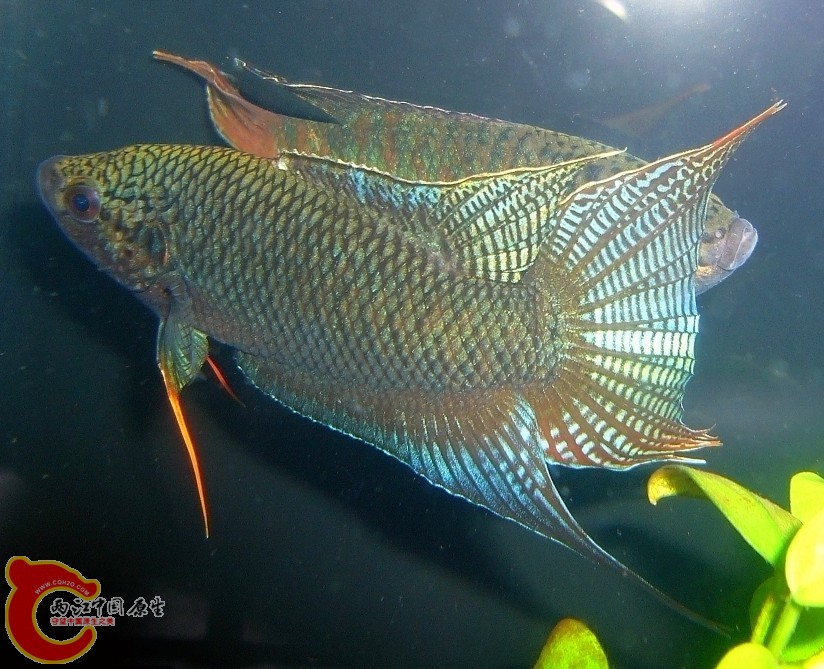 有斑无纹公鱼3.jpg