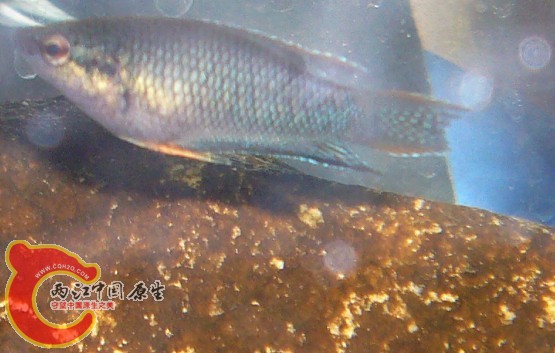 有斑无纹亚成公鱼2.jpg