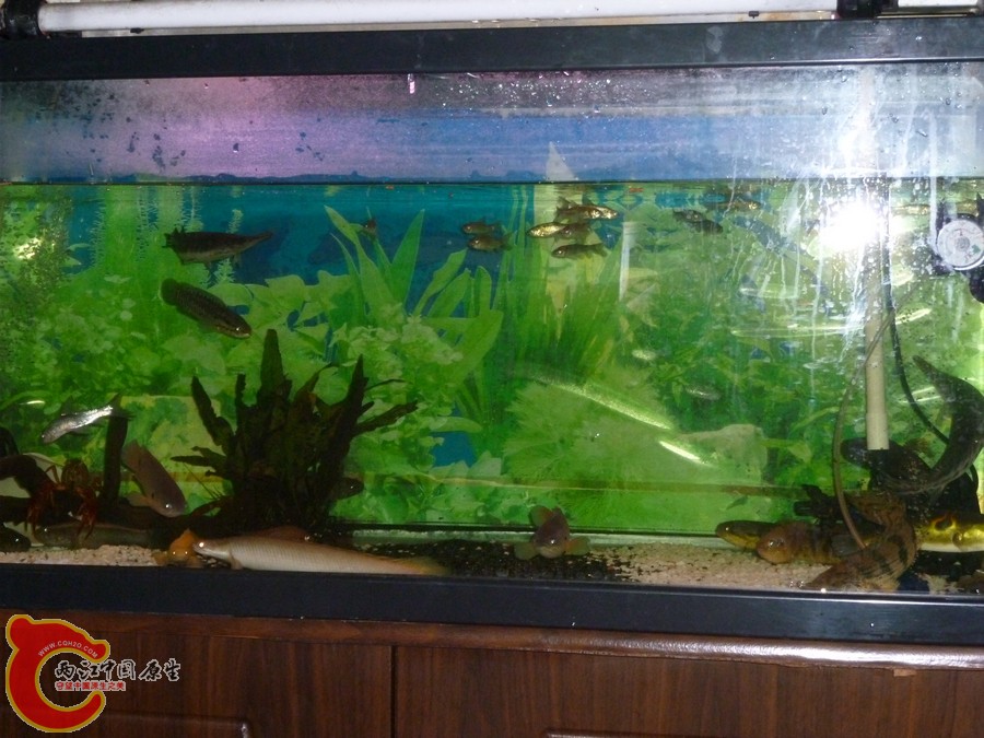 大合照