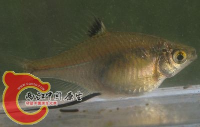 鰟鮍.jpg