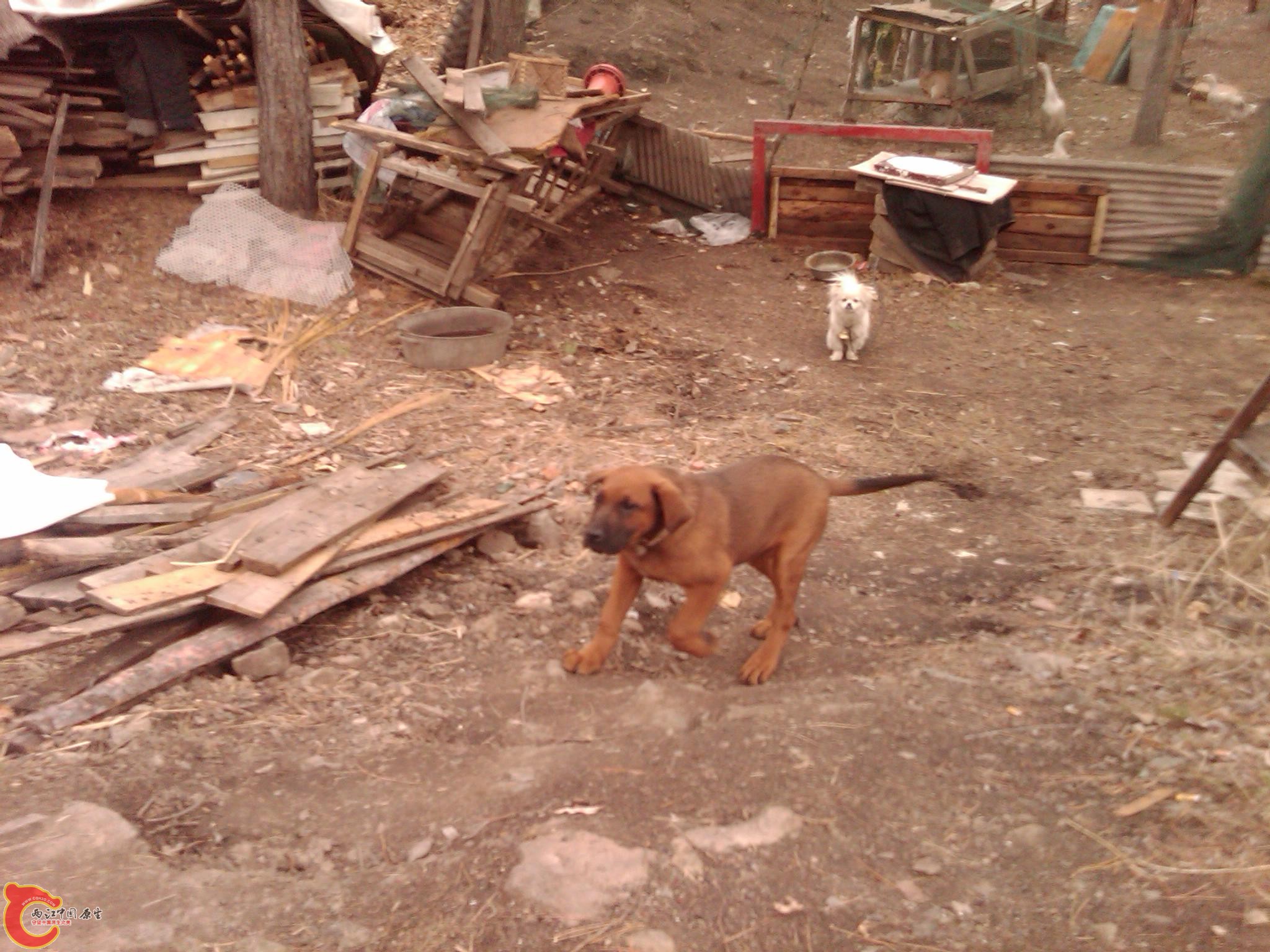 IMG00065-20110430-1307.jpg