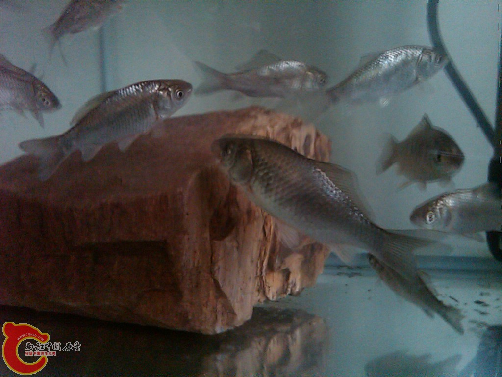 IMG00092-20110527-1219.jpg