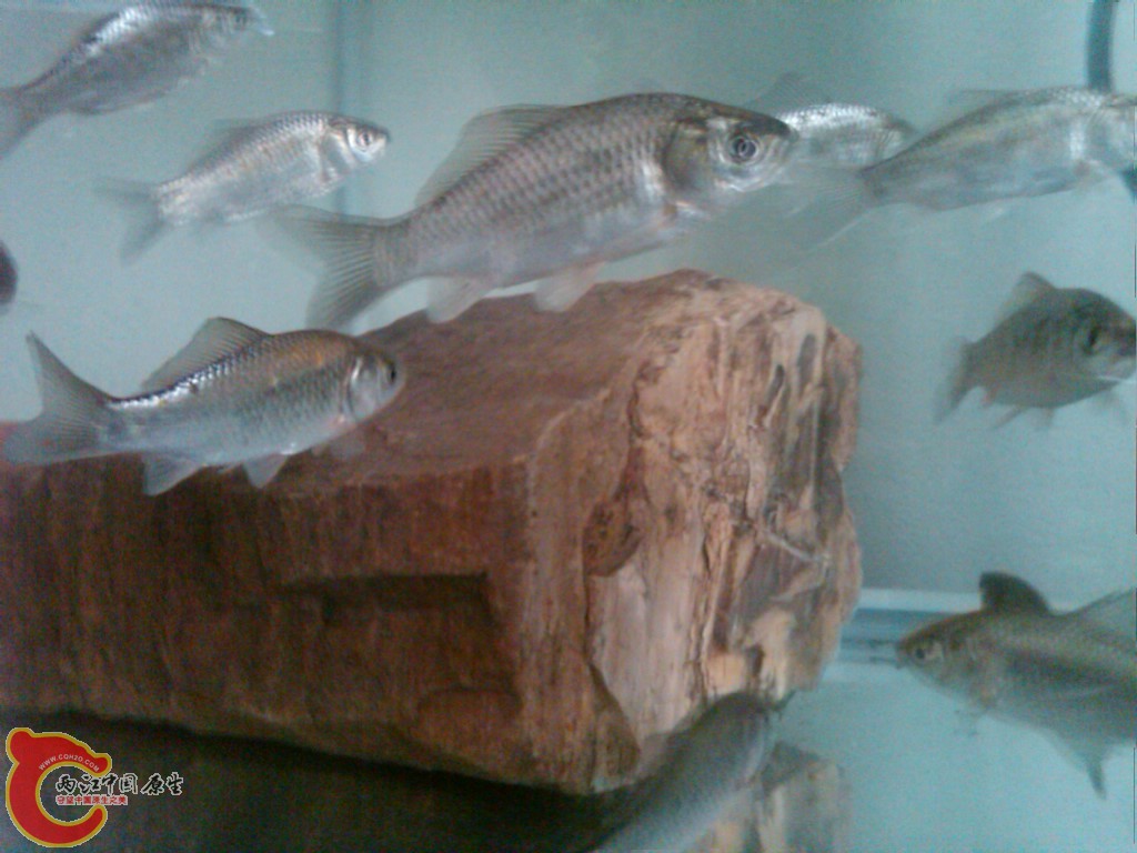 IMG00093-20110527-1219.jpg