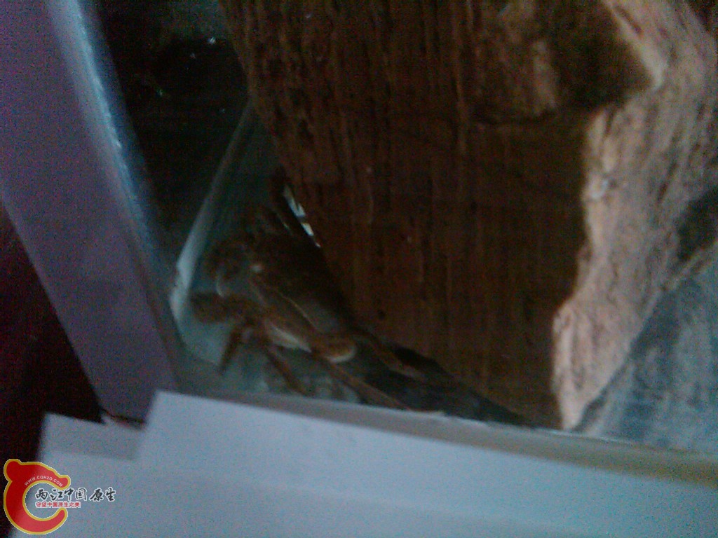 IMG00094-20110527-1219.jpg