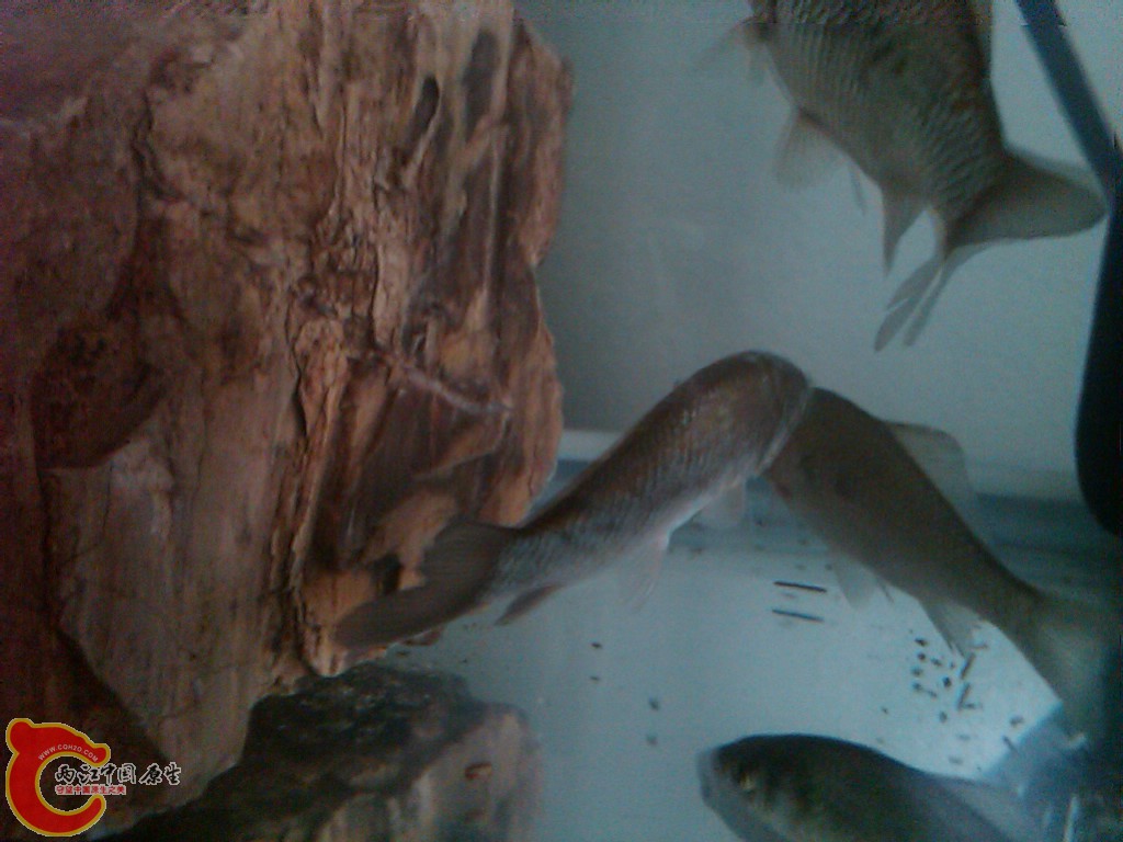 IMG00095-20110527-1219.jpg