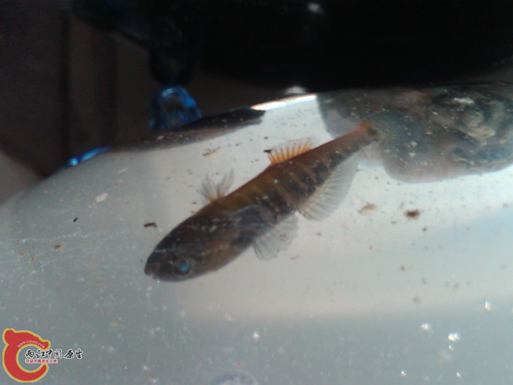 IMG00100-20110612-0842.jpg