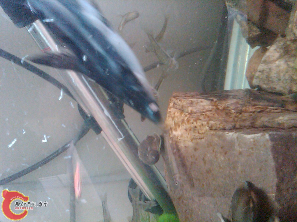 IMG00101-20110613-0746.jpg