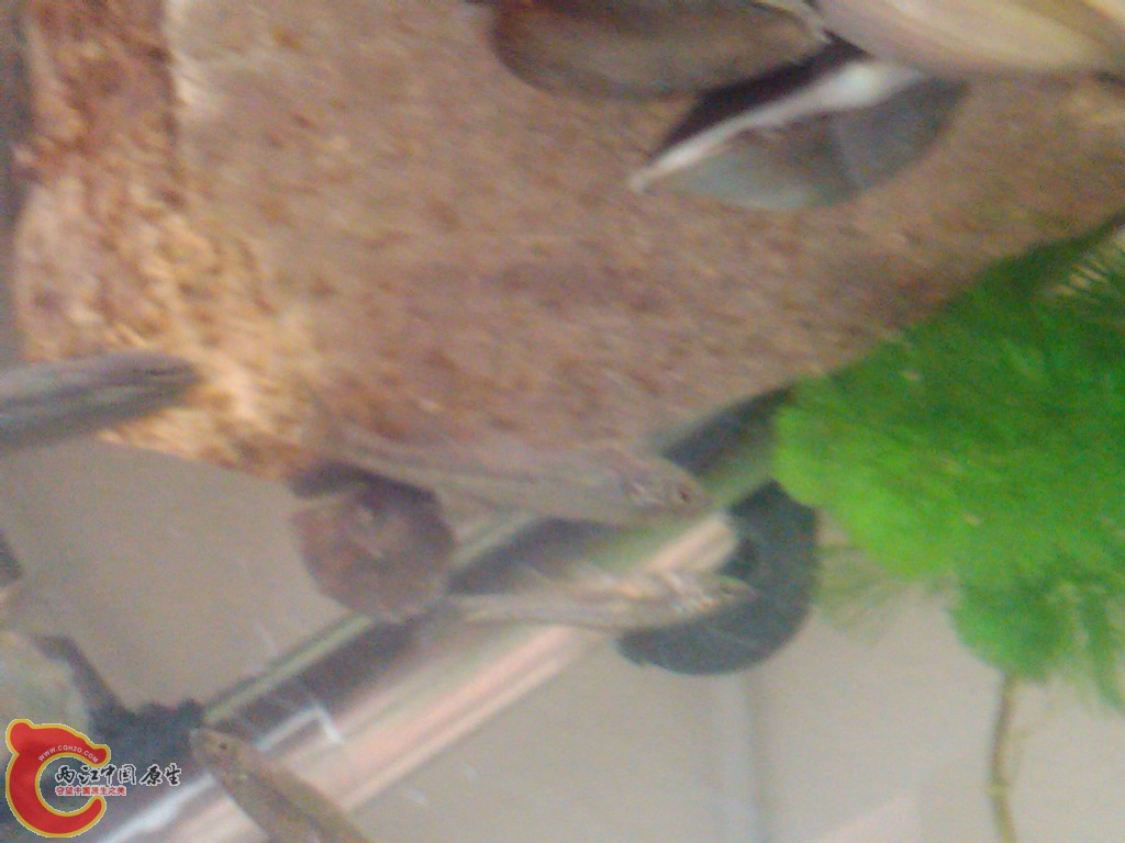 IMG00102-20110613-0746.jpg