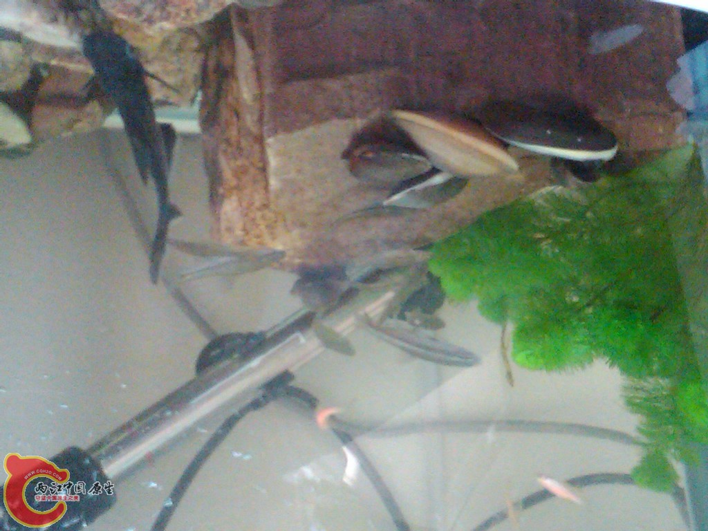IMG00103-20110613-0746.jpg