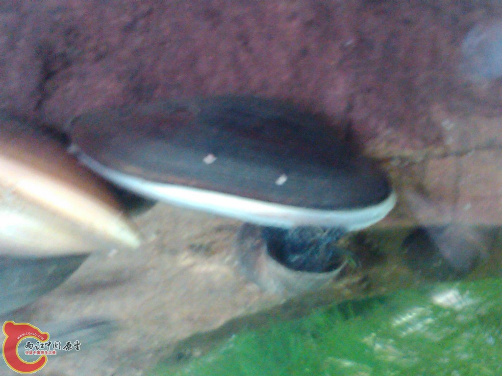 IMG00104-20110613-0746.jpg