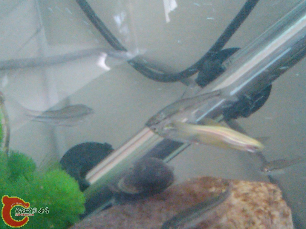 IMG00106-20110613-0747.jpg