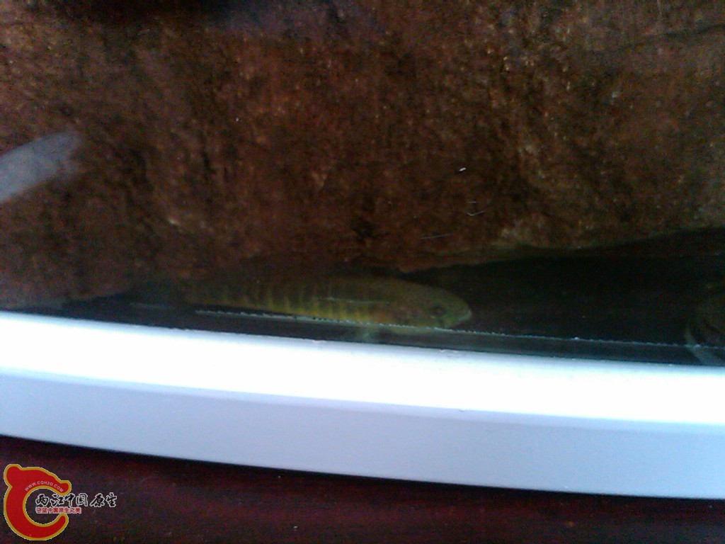 IMG00107-20110613-1055.jpg