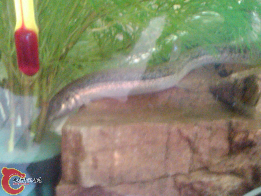 IMG00110-20110613-1056.jpg