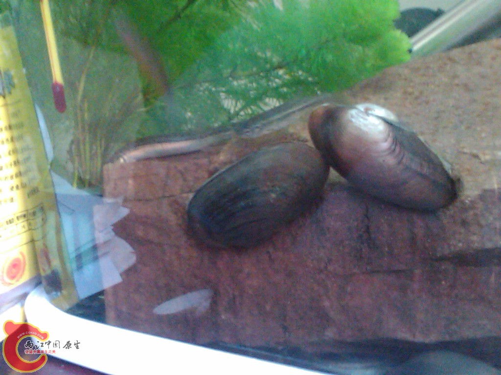 IMG00112-20110613-1056.jpg