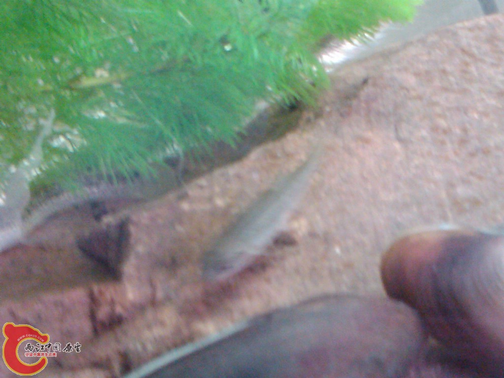 IMG00113-20110613-1057.jpg