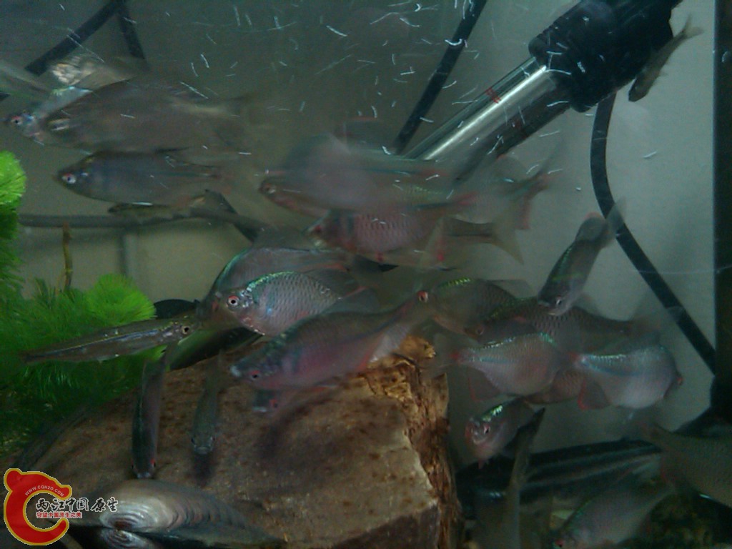 IMG00115-20110613-1522.jpg
