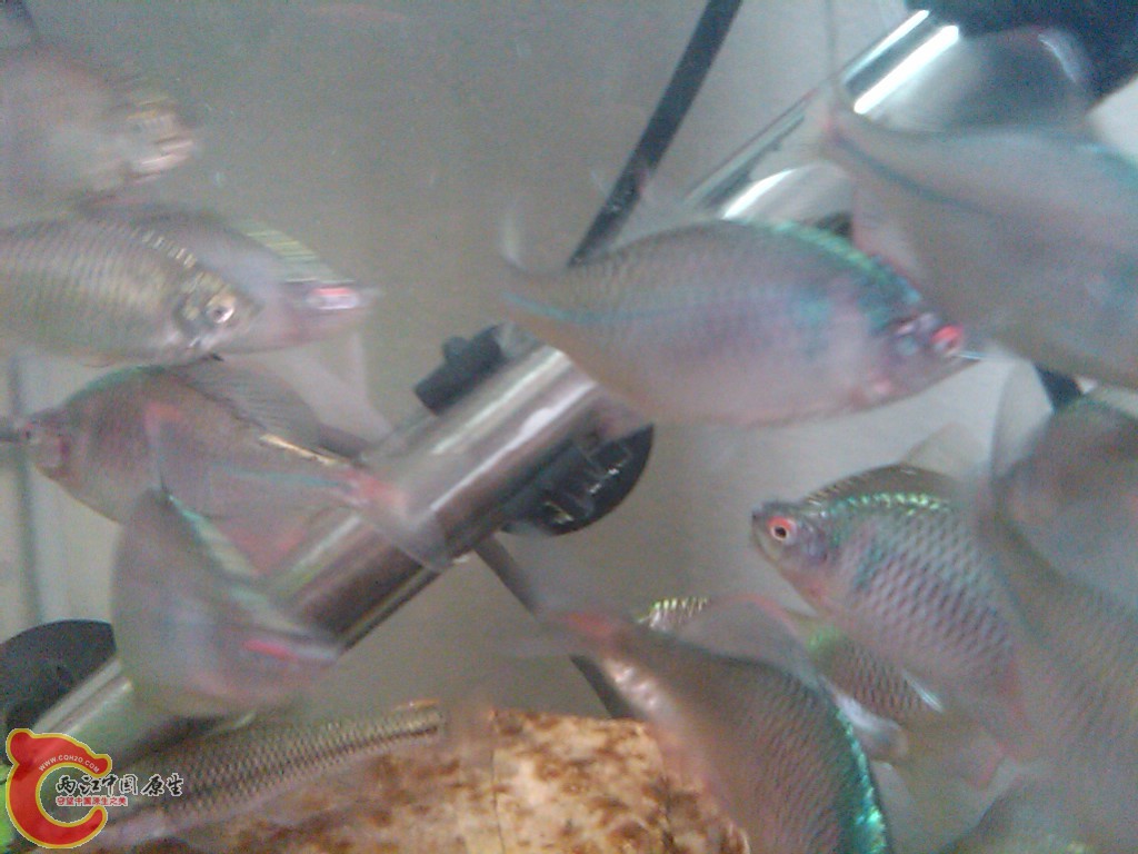 IMG00116-20110613-1523.jpg