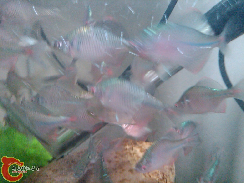 IMG00117-20110613-1523.jpg