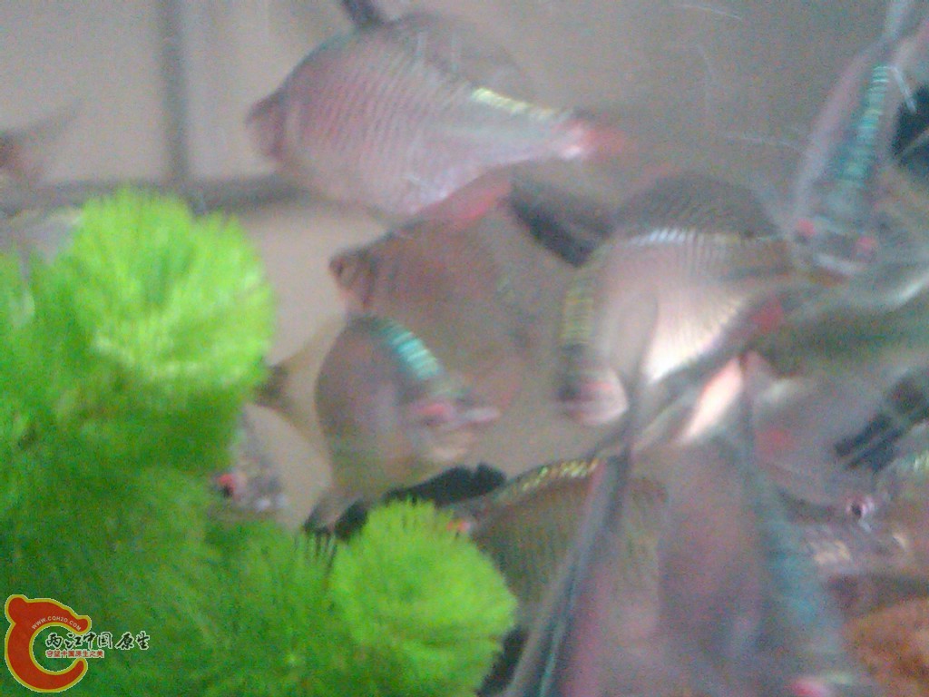 IMG00118-20110613-1523.jpg