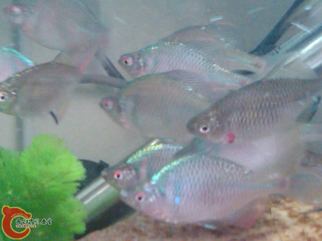 IMG00119-20110613-1523.jpg